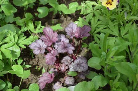 Heuchera Milan