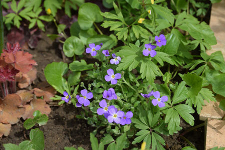 Aubrieta Kitte Blue