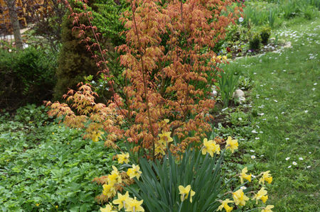 Acer Katsura