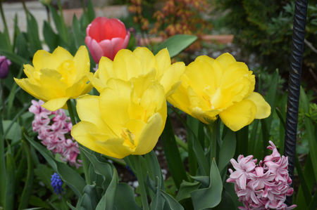 Tulip Monte Carlo