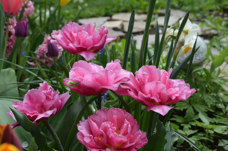 Tulip Dior