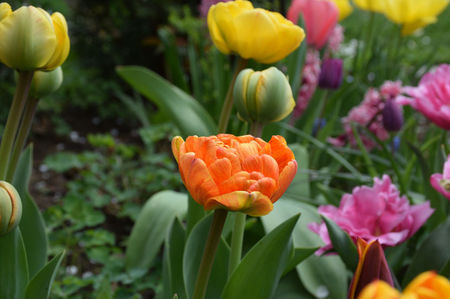Tulip Sunlover