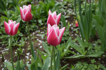 Tulip Leo Viser