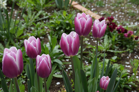 Tulip Arabian Mystery
