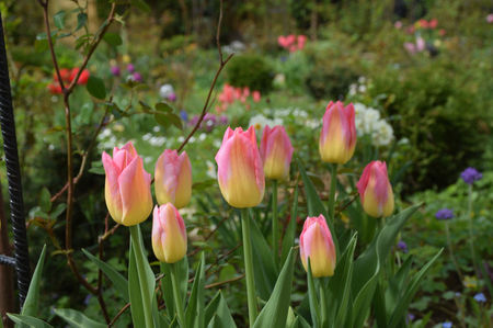 Tulip Royal van der Mark