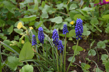 Muscari Armericum