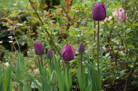 Tulip Purple Prince