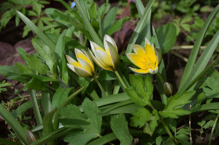 Tulip Tarda