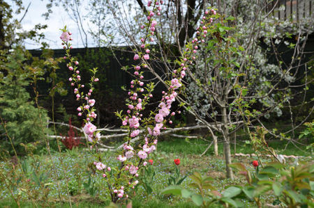 Prunus Triloba prima inflorire