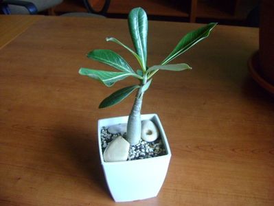 Adenium arabicum "Tiny Ding-dong"