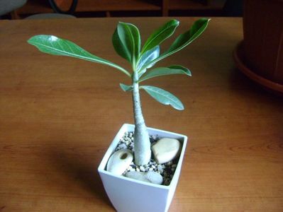 Adenium arabicum "Tiny Ding-dong"