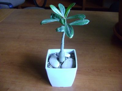 Adenium somalense