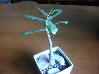 Adenium somalense