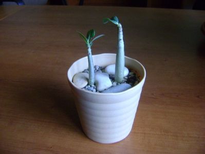 Adenium arabicum "Black Pearl" & Adenium Thai socotranum "Golden Crown"