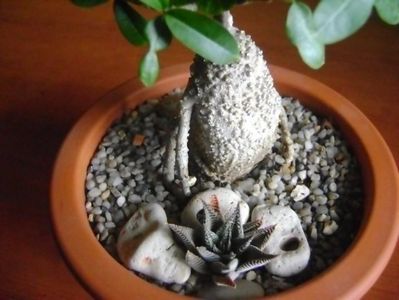 Fockea edulis & Haworthia limifolia