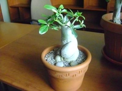 Adenium obesum