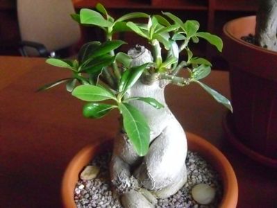 Adenium obesum