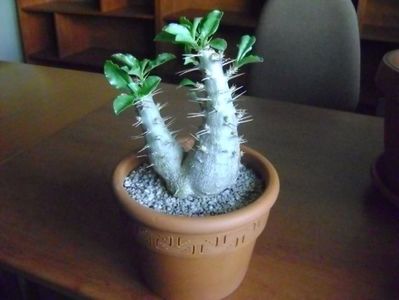 Pachypodium saundersii