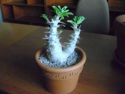 Pachypodium saundersii