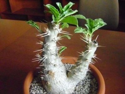 Pachypodium saundersii