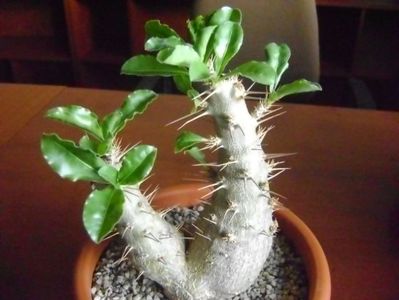 Pachypodium saundersii