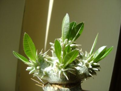 Pachypodium brevicaule, frunze noi