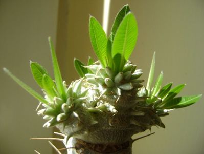 Pachypodium brevicaule