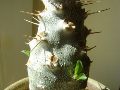 Pachypodium lamerei, detaliu portaltoi