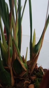 Maxillaria teunifolia; Bulbisori noi !!!!ne place casa noua!
