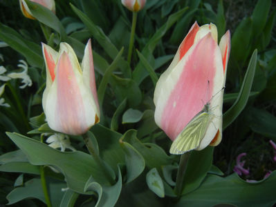 Tulipa Quebec (2017, April 02)