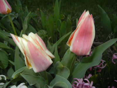 Tulipa Quebec (2017, April 04)