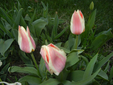 Tulipa Quebec (2017, April 04)