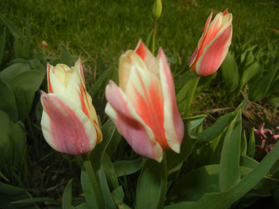 Tulipa Quebec (2017, April 05)