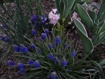 muscari si zambile