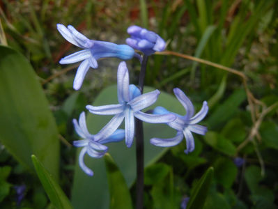 Hyacinth multiflora Blue (2017, April 02)