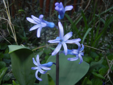 Hyacinth multiflora Blue (2017, April 03)