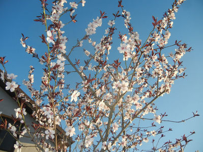 Prunus persica Davidii (2017, April 02)