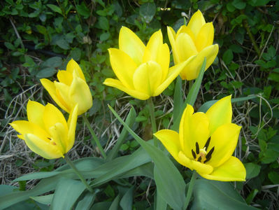 Tulipa Candela (2017, April 03)