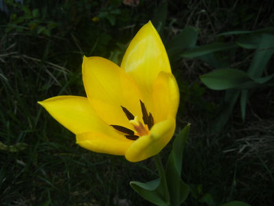 Tulipa Candela (2017, April 03)