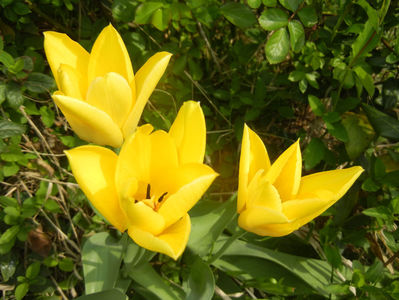 Tulipa Candela (2017, April 05)