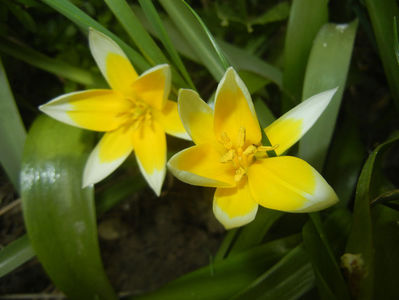 Tulipa Tarda (2017, April 05)