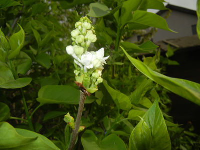 White Lilac Tree (2017, April 05)