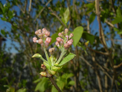 Syringa vulgaris_Lilac (2017, April 03)