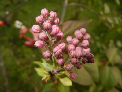 Syringa vulgaris. Lilac (2017, April 05)