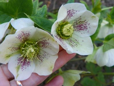 helleborus White Lady Spotted