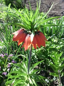 fritillaria imperialis