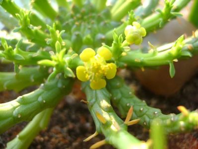 Euphorbia flanagani