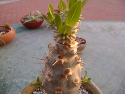 Pachypodium brevicaule