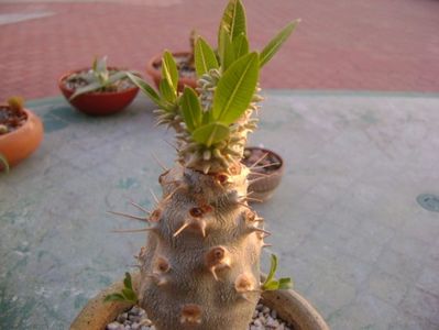 Pachypodium brevicaule