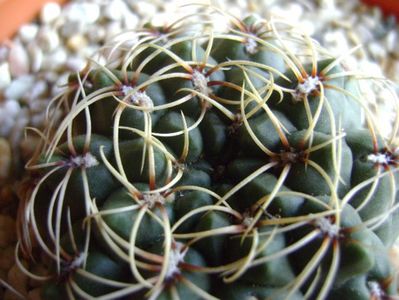 Gymnocalycium baldianum